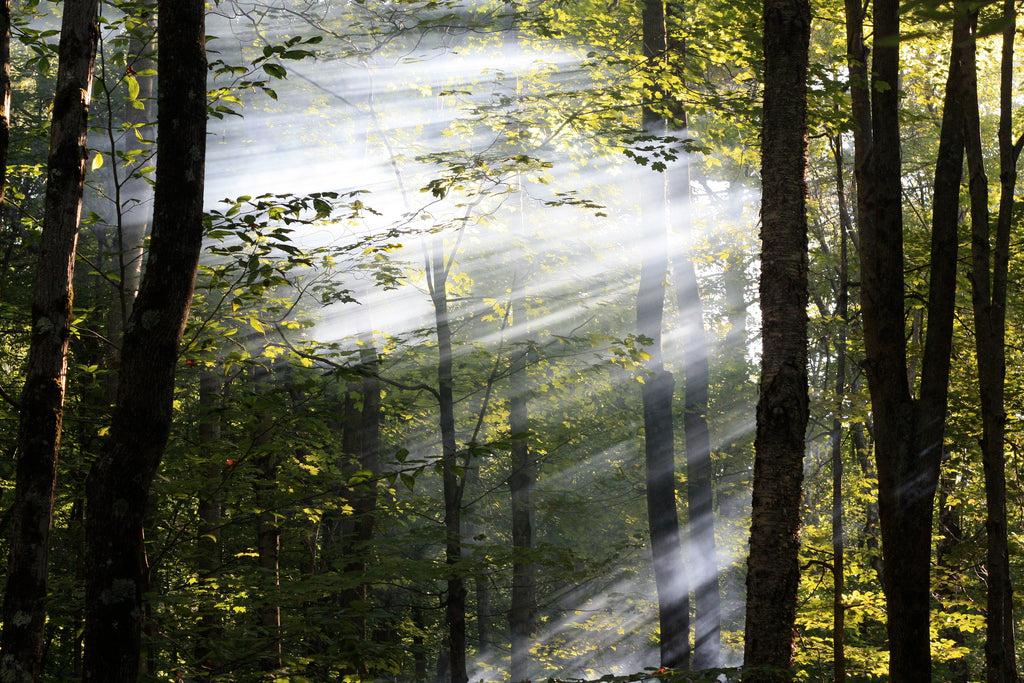 Sustainability Initiatives